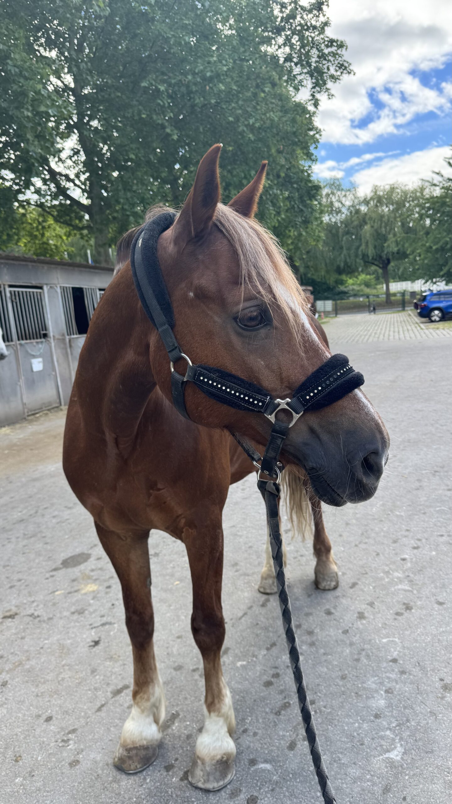 Hercule 2