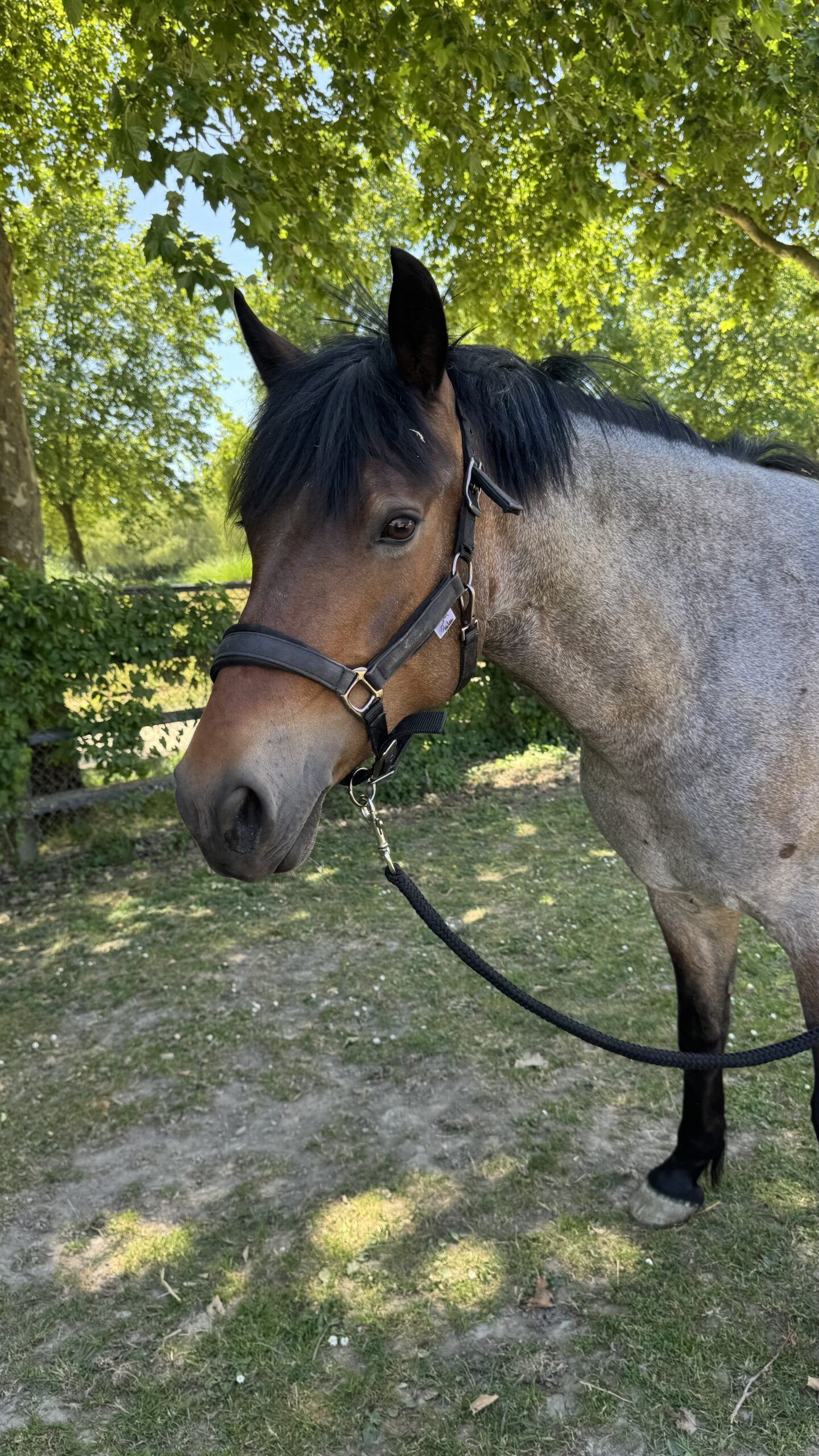 LADY DES DEUX RIVES